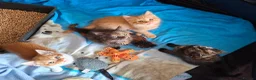 Mixed Breed cats for sale: Gorgeous kittens, mix of short & long hair in Hayle - Advert 1