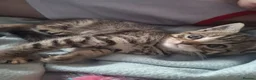 Mixed Breed cats for sale: Kitten for sale - Advert 1