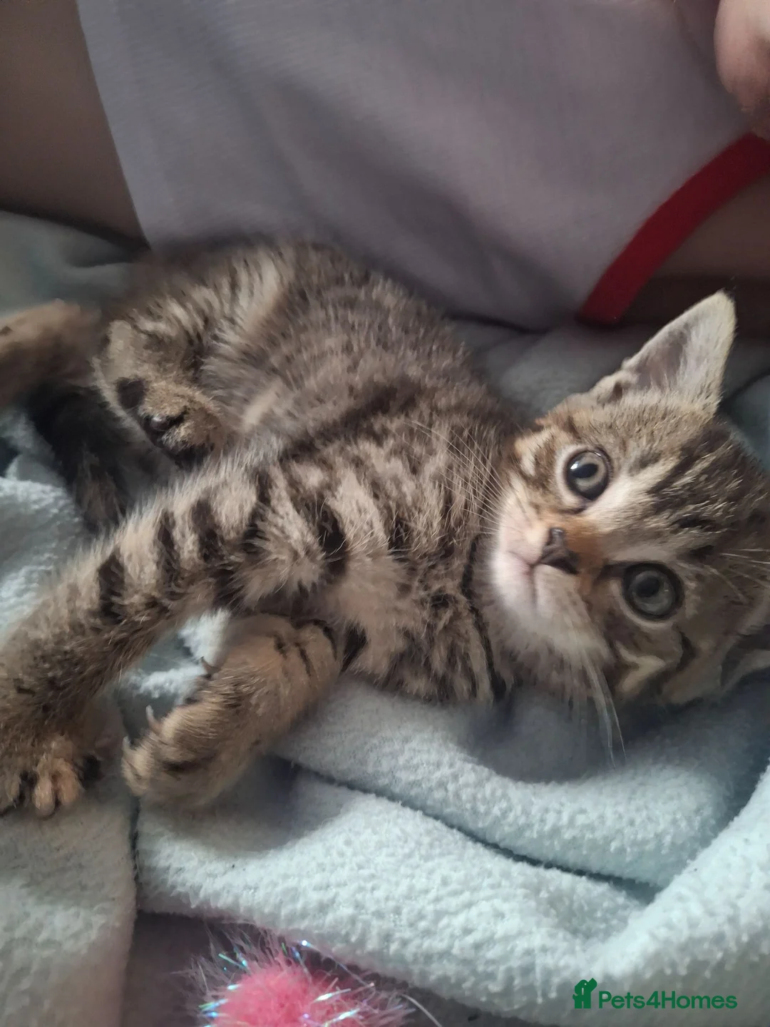 Mixed Breed cats for sale: Kitten for sale - Advert 1