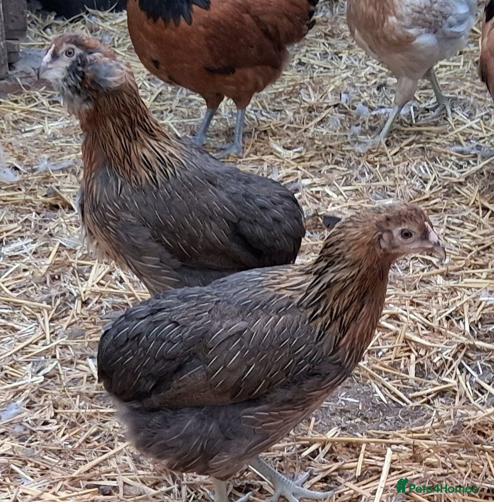 Chickens poultry Americana bantams all  - Advert 2