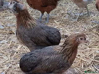 Chickens poultry Americana bantams all - Advert 2