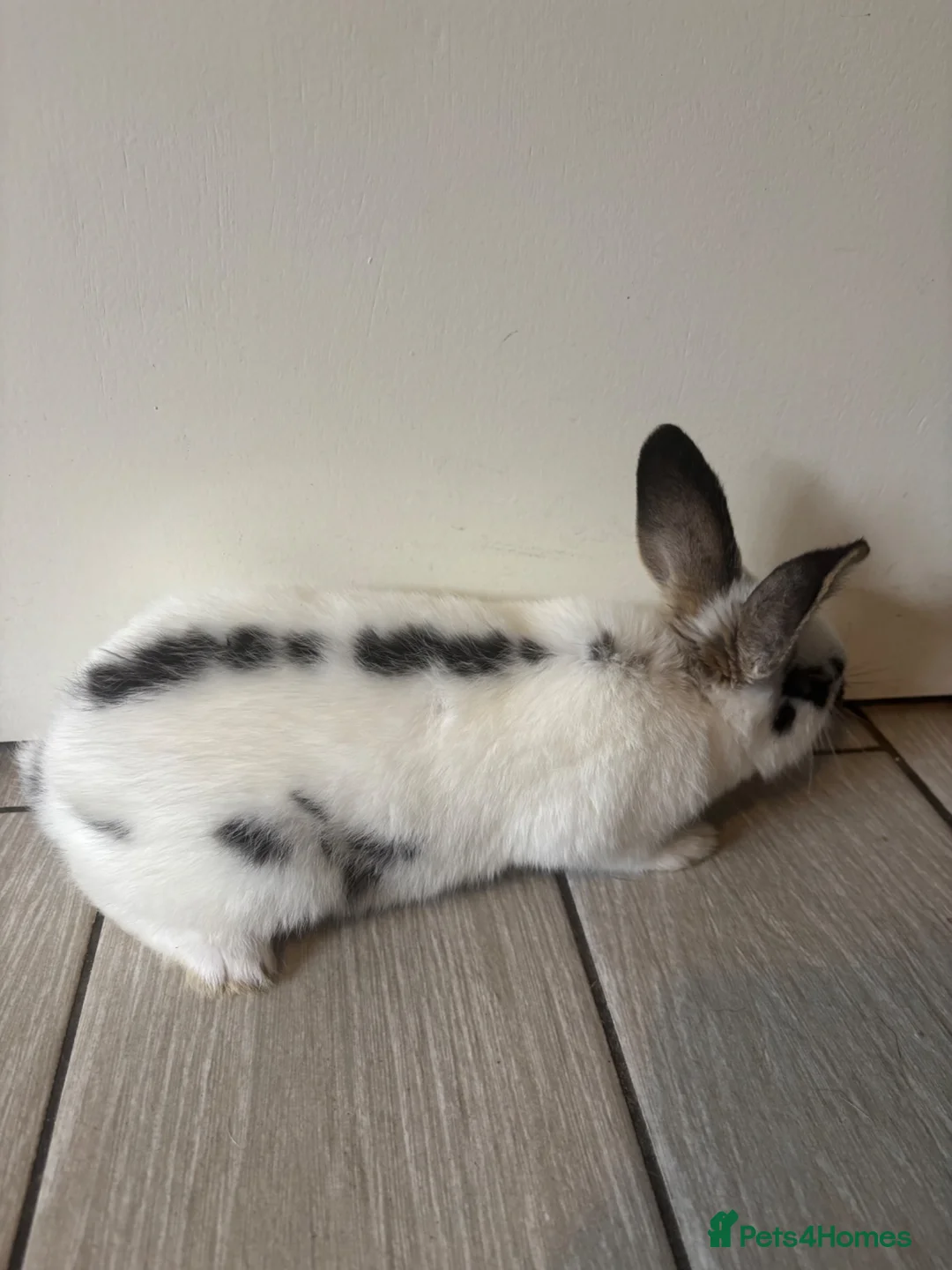 Mixed Breed rabbits for sale: Ready now - Advert 2