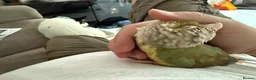 Conures birds for sale: Cooper Pineapple Conure  in Upminster - Advert 5