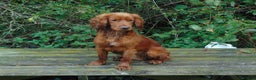 Cocker Spaniel dogs for stud: Working Cocker Spaniel , Cear PRA, FN AMS,PP in Dorchester - Advert 3