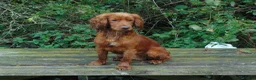 Cocker Spaniel dogs for stud: Working Cocker Spaniel , Cear PRA, FN AMS,PP in Dorchester - Advert 3