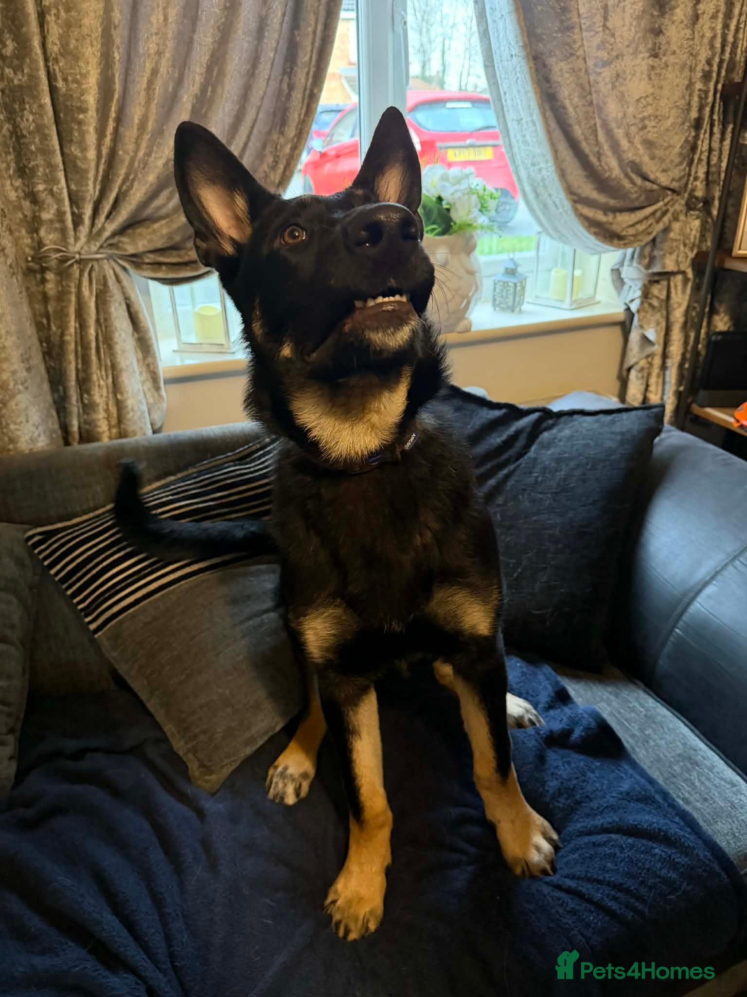 German Shepherd dogs german shephard - Advert 1