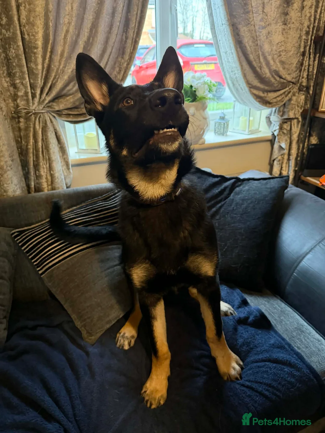 German Shepherd dogs for sale: german shephard - Advert 1