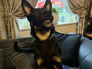 German Shepherd dogs german shephard - Advert 1