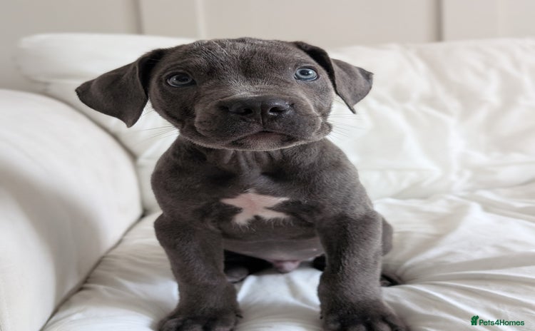Cane Corso dogs - Advert 3