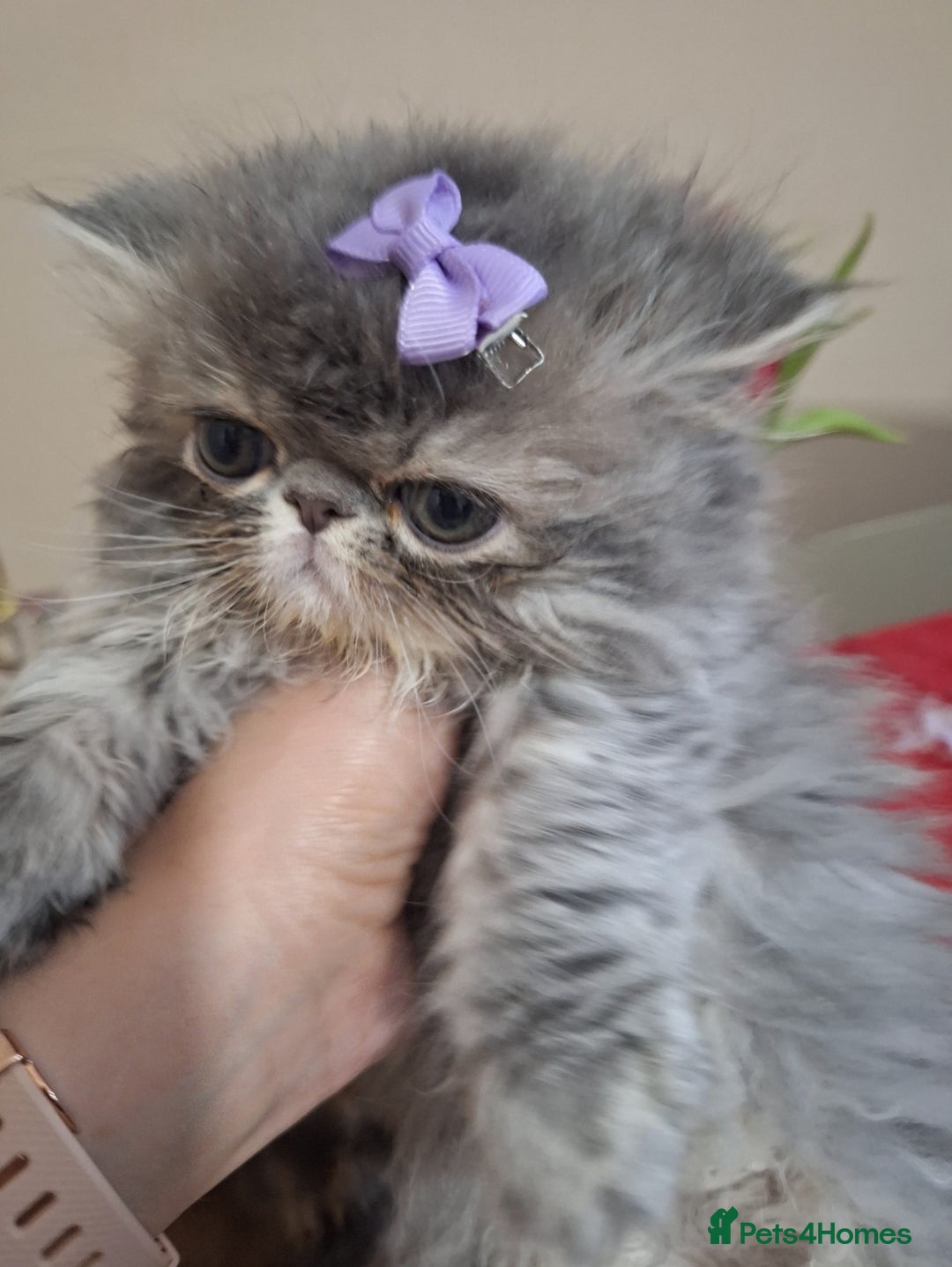 Persian cats for sale:  Outstanding Purebred Persian Kittens Pet Only - Advert 2