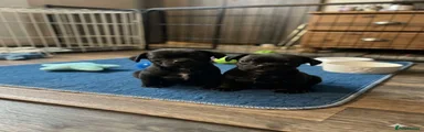 Pug Puppy 2