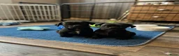Pug dogs for sale: Pug puppies  - Advert 5