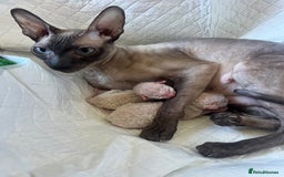 Cornish Rex cats for sale: Best Cornish Rex friend  - Image 7