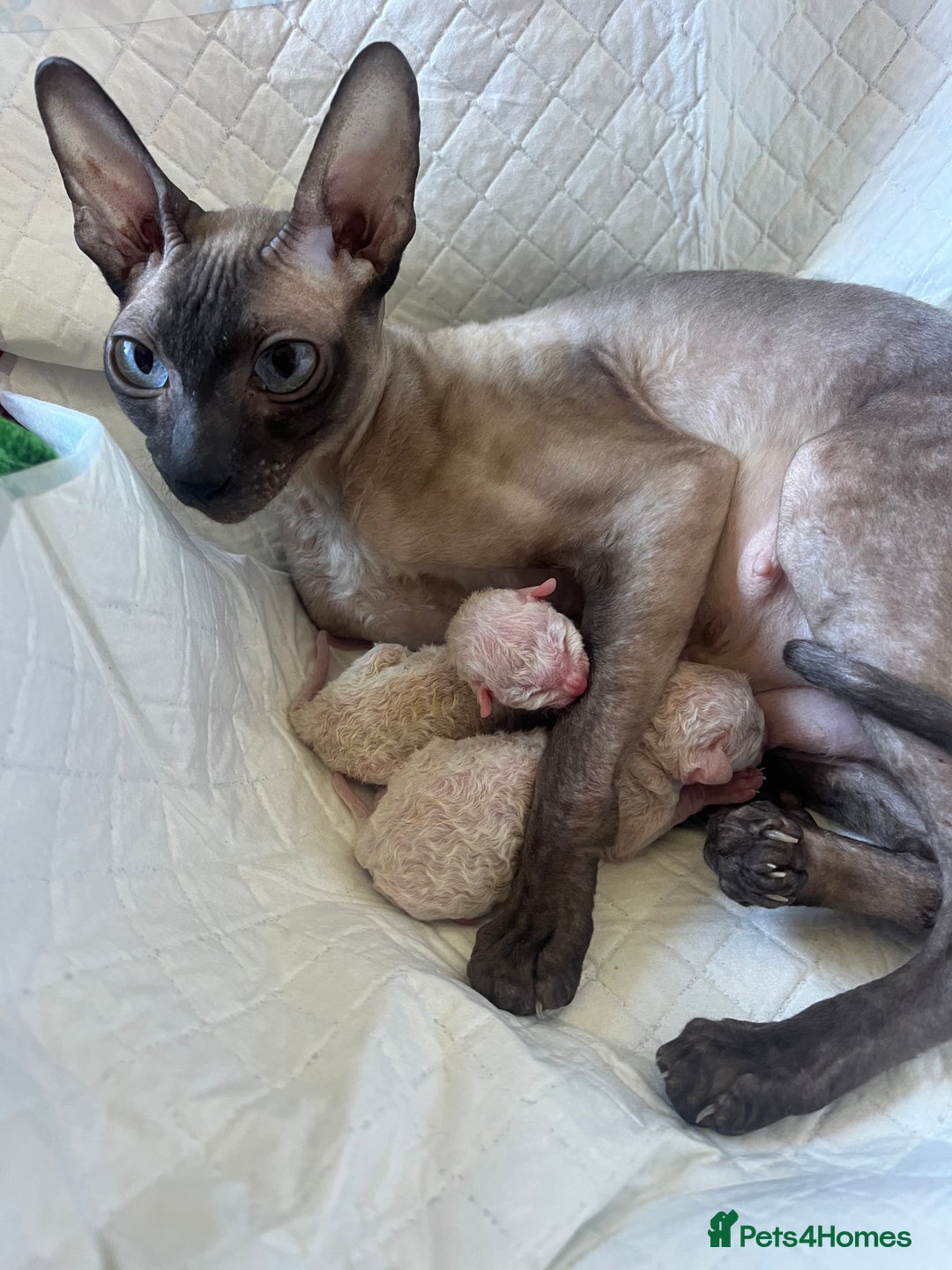 Cornish Rex cats for sale: Best Cornish Rex friend  - Image 7