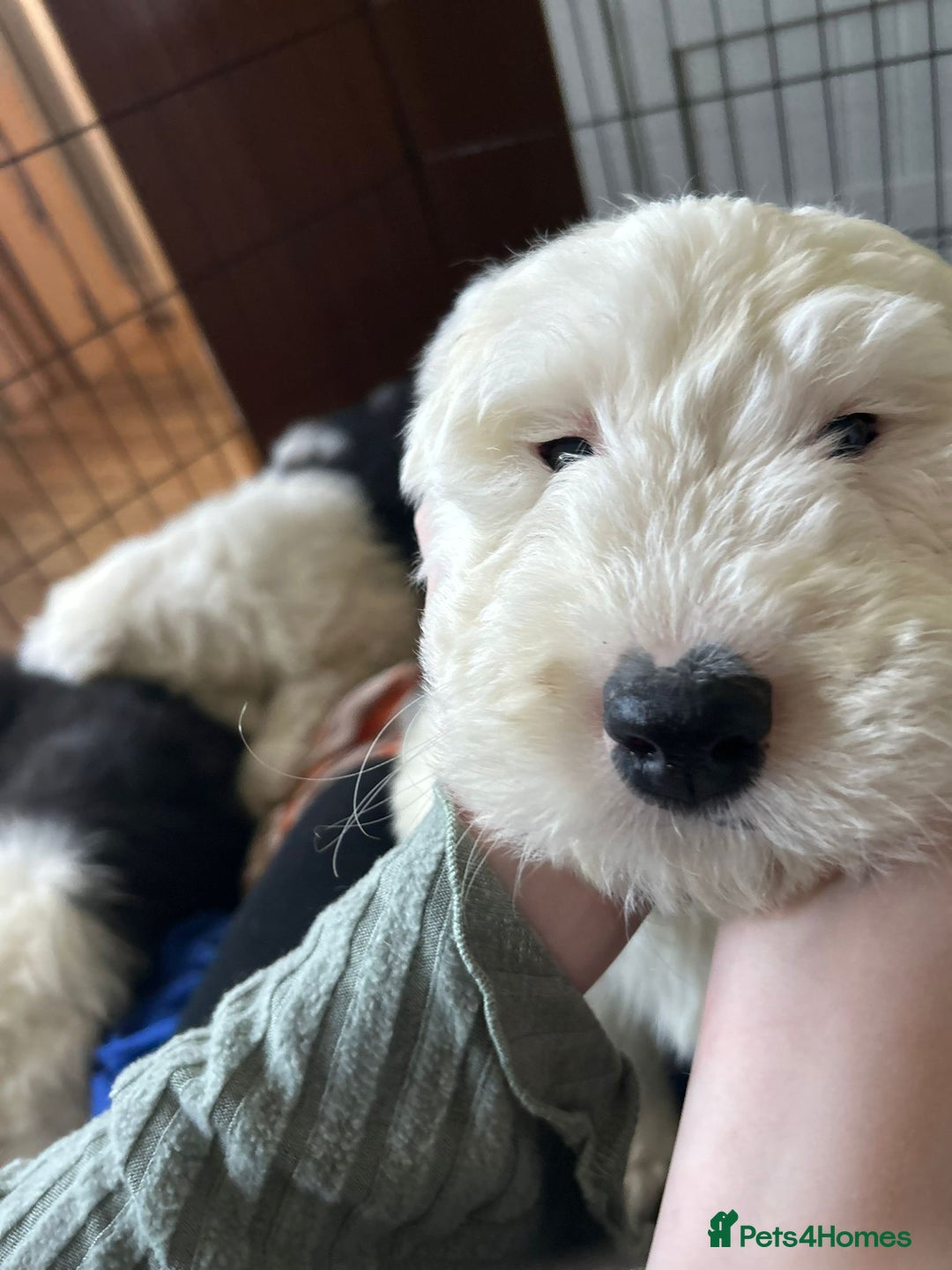 Old English Sheepdog dogs for sale: Kc Registered Old English Sheepdogs  - Advert 14