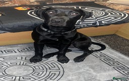 Mixed Breed dogs for sale: Labrador Mix.  - Image 1