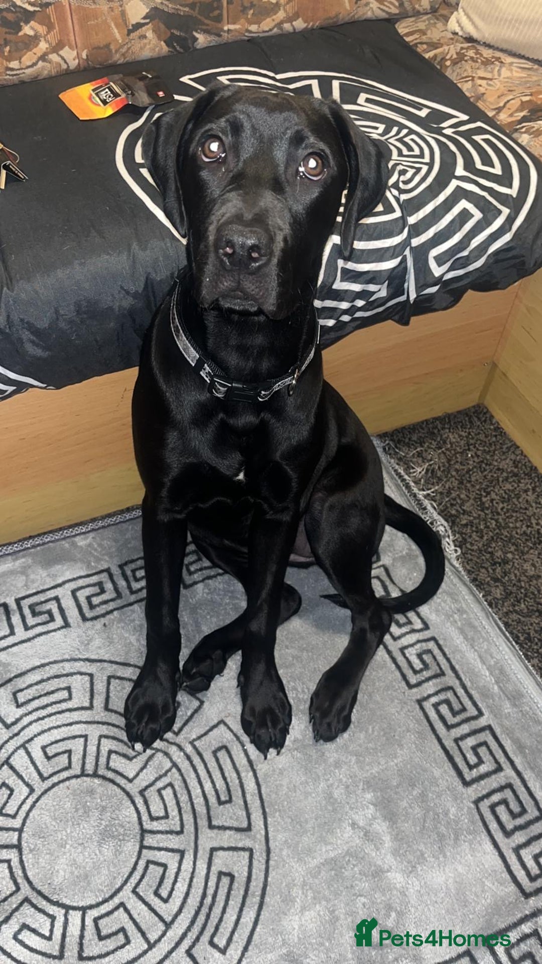 Mixed Breed dogs for sale: Labrador Mix.  - Image 1