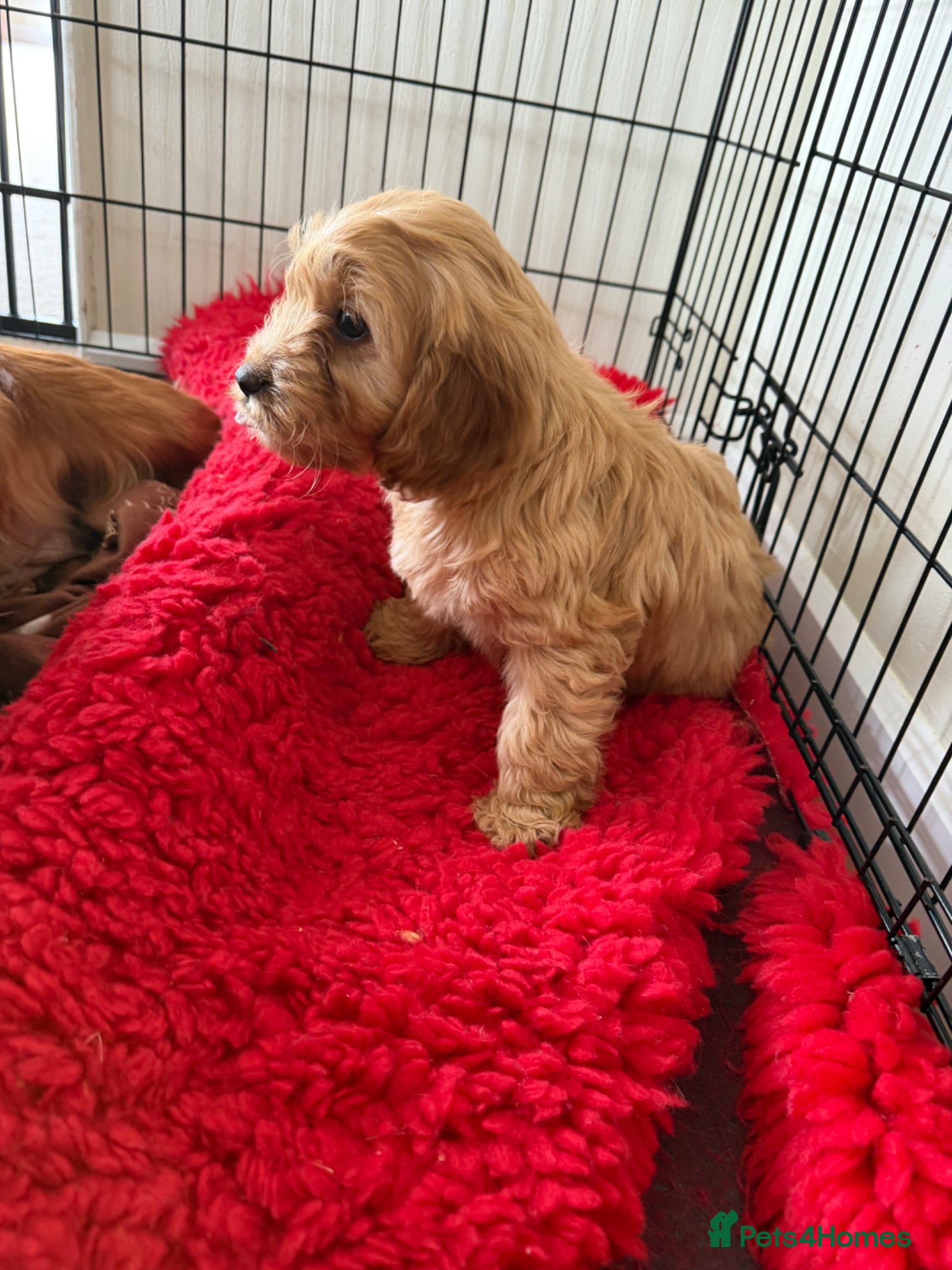 Cockapoo dogs Adorable F1 Cockapoo puppies - Advert 2