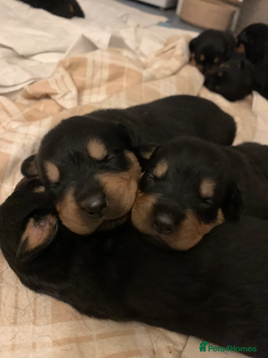 Rottweiler dogs for stud: MALE ROTTWEILER FOR STUD ONLY  - Advert 20