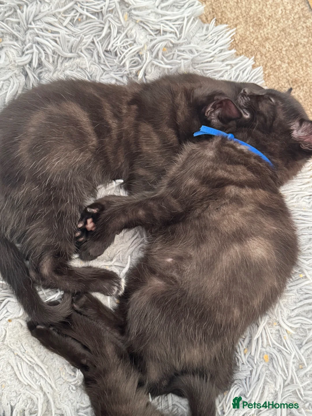 Siamese cats for sale: Fluffy Siamese point Bengals  - Advert 1