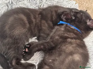 Siamese cats Fluffy Siamese point Bengals - Advert 14