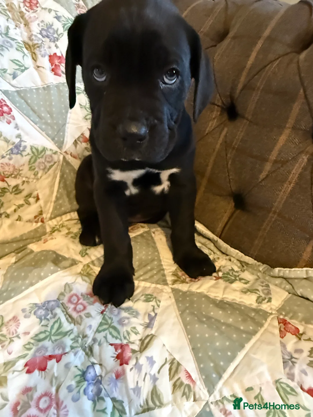 Mixed Breed dogs for sale: Cane Corso  ** tiff - Advert 1