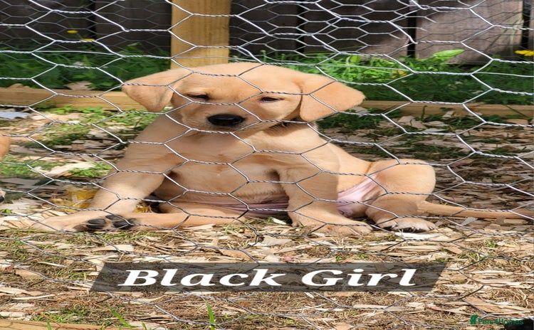 Labrador Retriever dogs - Advert 2