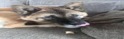 Akita dogs for sale: Akita in Leeds - Advert 2