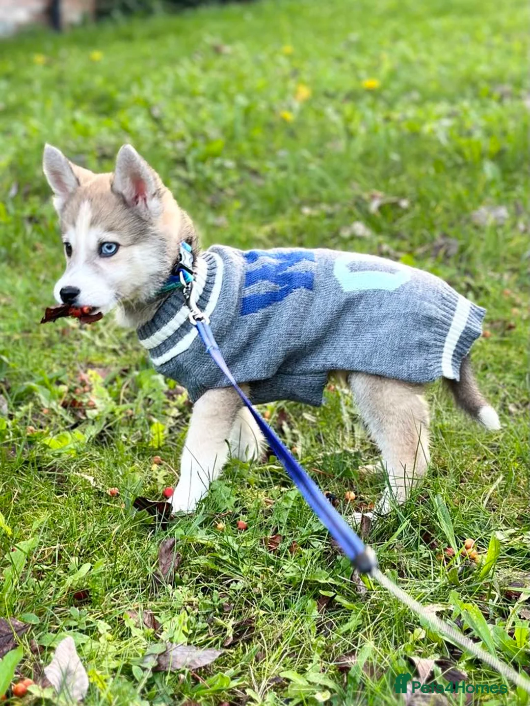 Pomsky dogs for stud: Proven quality F2 proven stud in Andover - Advert 17