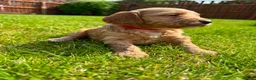 Cockapoo dogs for sale: Toy cockapoo puppies (golden) (tri) super cute - Advert 33