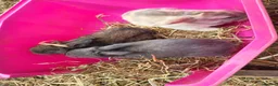 Mixed Breed rabbits for sale: Mixed breed rabbits in Bridgend - Advert 4