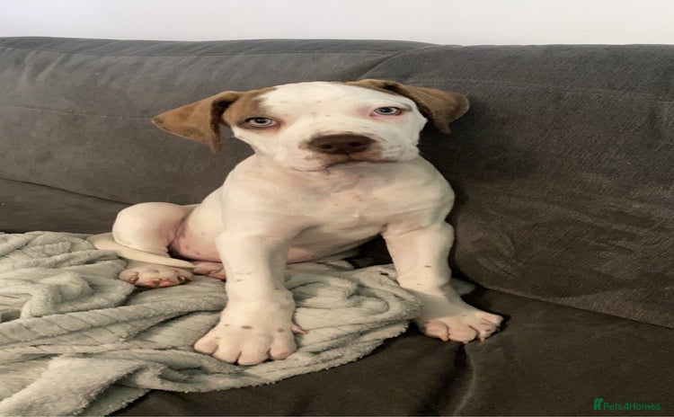 American Bulldog dogs - Advert 2