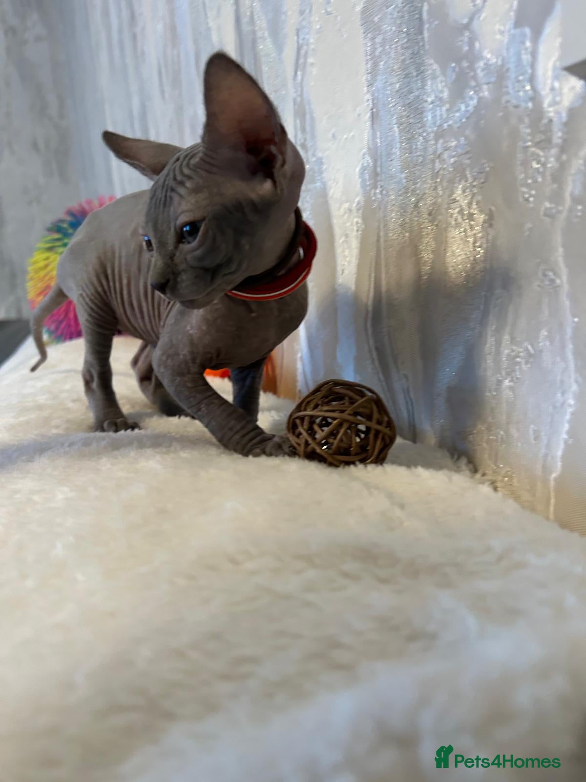 Sphynx cats Five beautiful girls for sale  - Advert 2