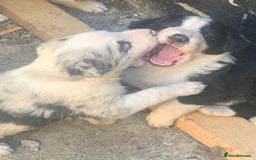 Border Collie dogs for stud: *STUD* in Consett - Image 9