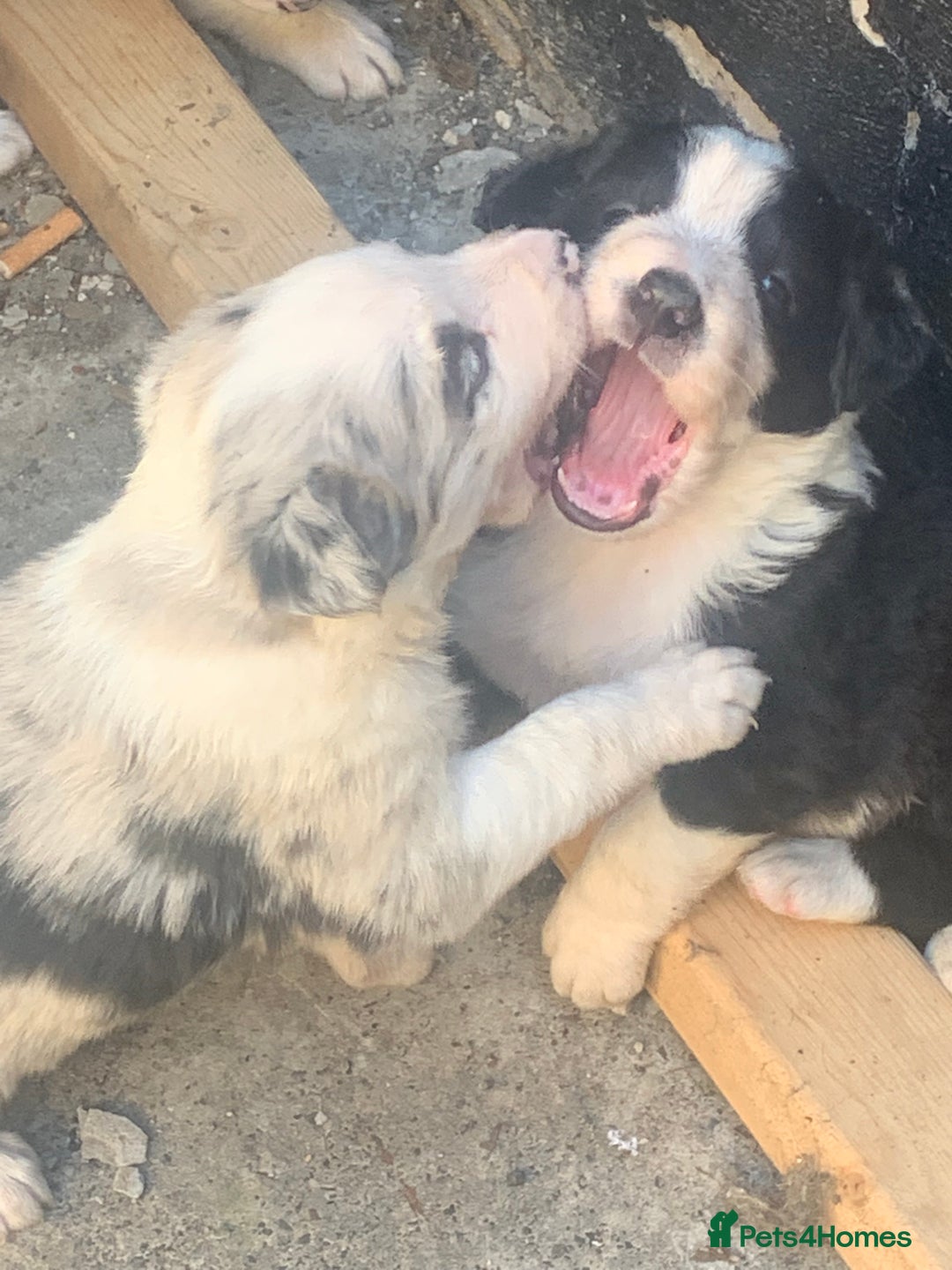 Border Collie dogs for stud: *STUD* in Consett - Image 9