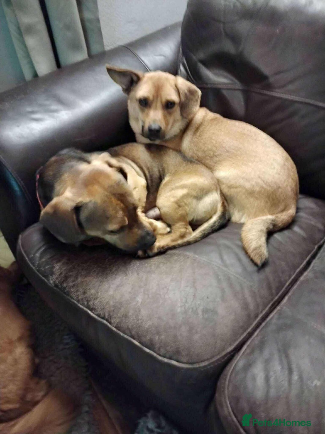 Mixed Breed dogs for adoption: Rescue boy Ethan is looking for his forever home - Advert 5