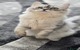 Persian cats for sale: silver chinchilla persian male - Image 2