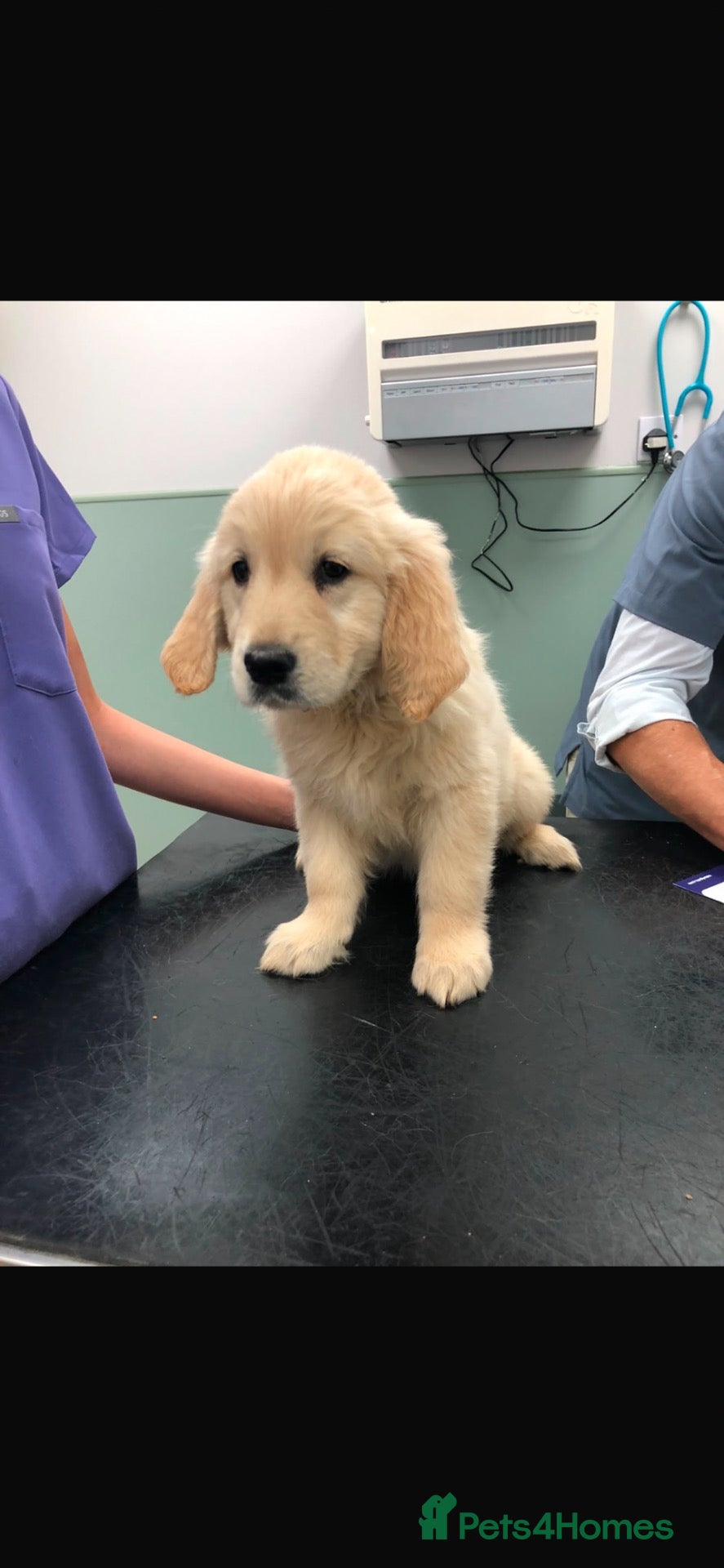Golden Retriever dogs Golden retriever puppies  - Advert 4