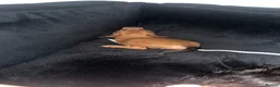 Miniature Pinscher dogs for sale: Miniature pinschers puppies  - Advert 2