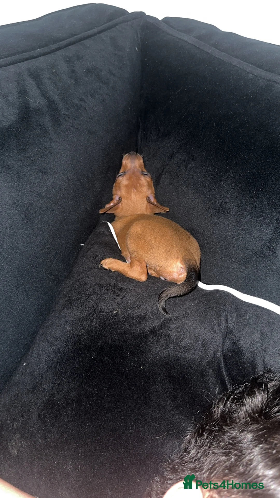 Miniature Pinscher dogs for sale: Miniature pinschers puppies  - Advert 2