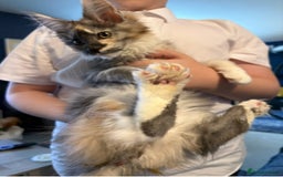 Maine Coon cats for sale: Beautiful pedigree mainecoon kitten  - Image 2