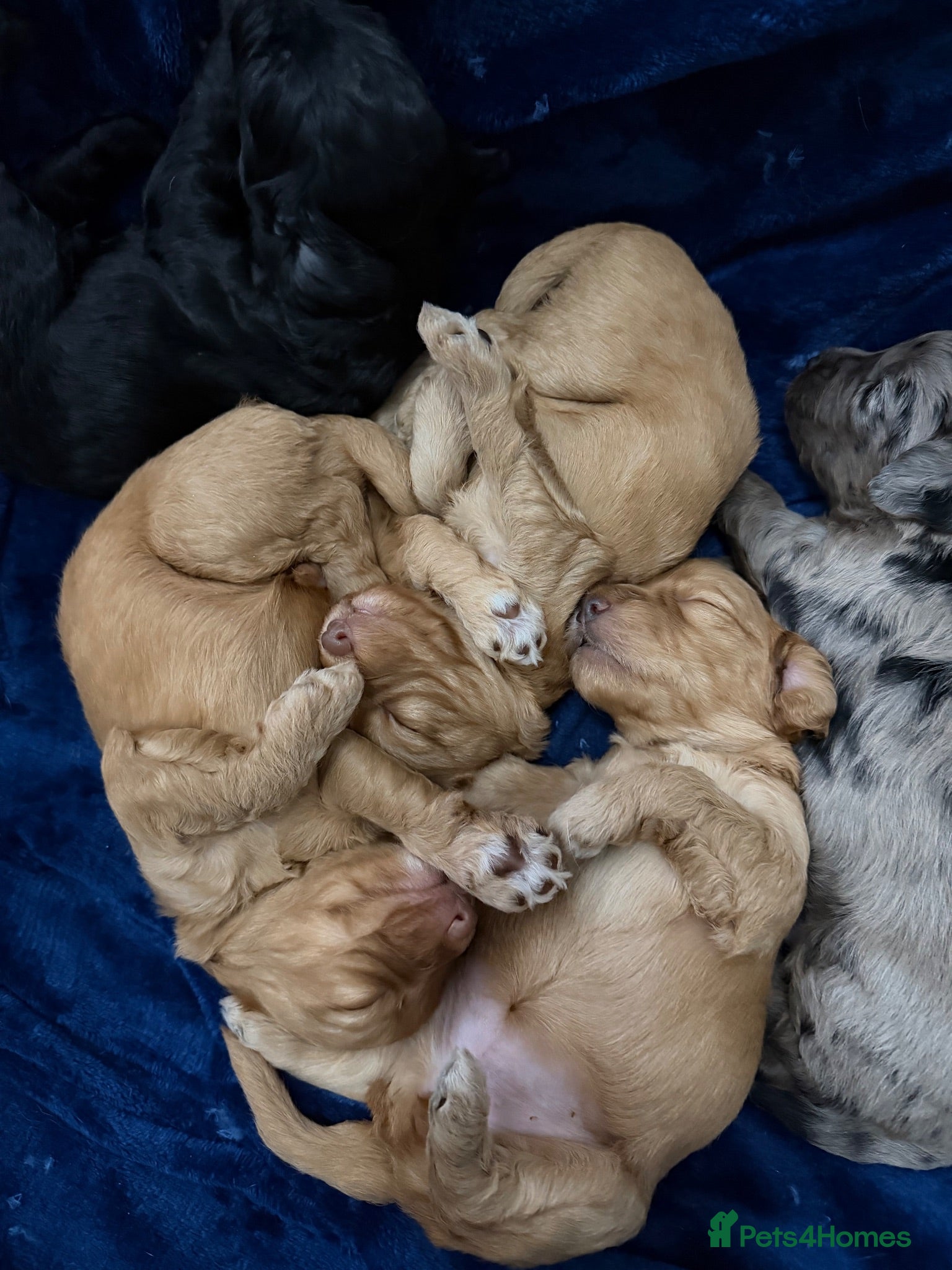 Cockapoo dogs Stunning Cockapoo Puppies DNA Tested  - Advert 7