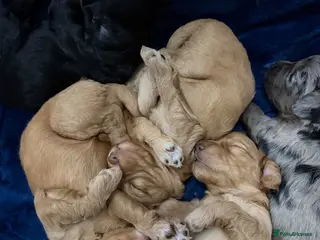 Cockapoo dogs Stunning Cockapoo Puppies DNA Tested - Advert 7