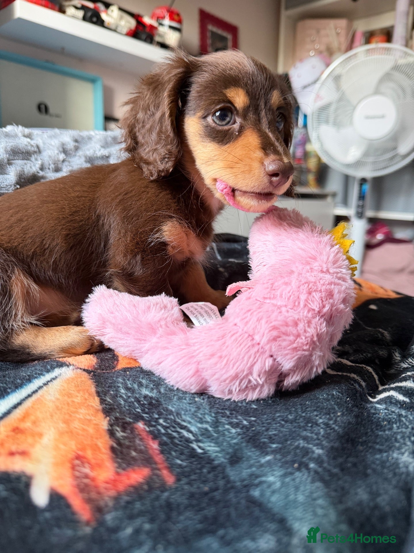 Dachshund dogs for sale: Miniature fluffy dachshund  - Advert 6