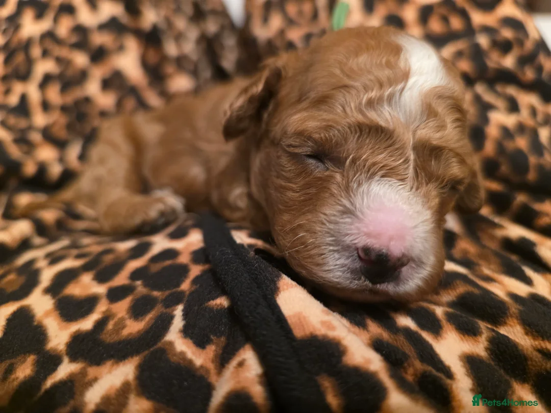 Cavapoo dogs for sale: Small F2 Cavapoo Puppies – Family Raised - Advert 25