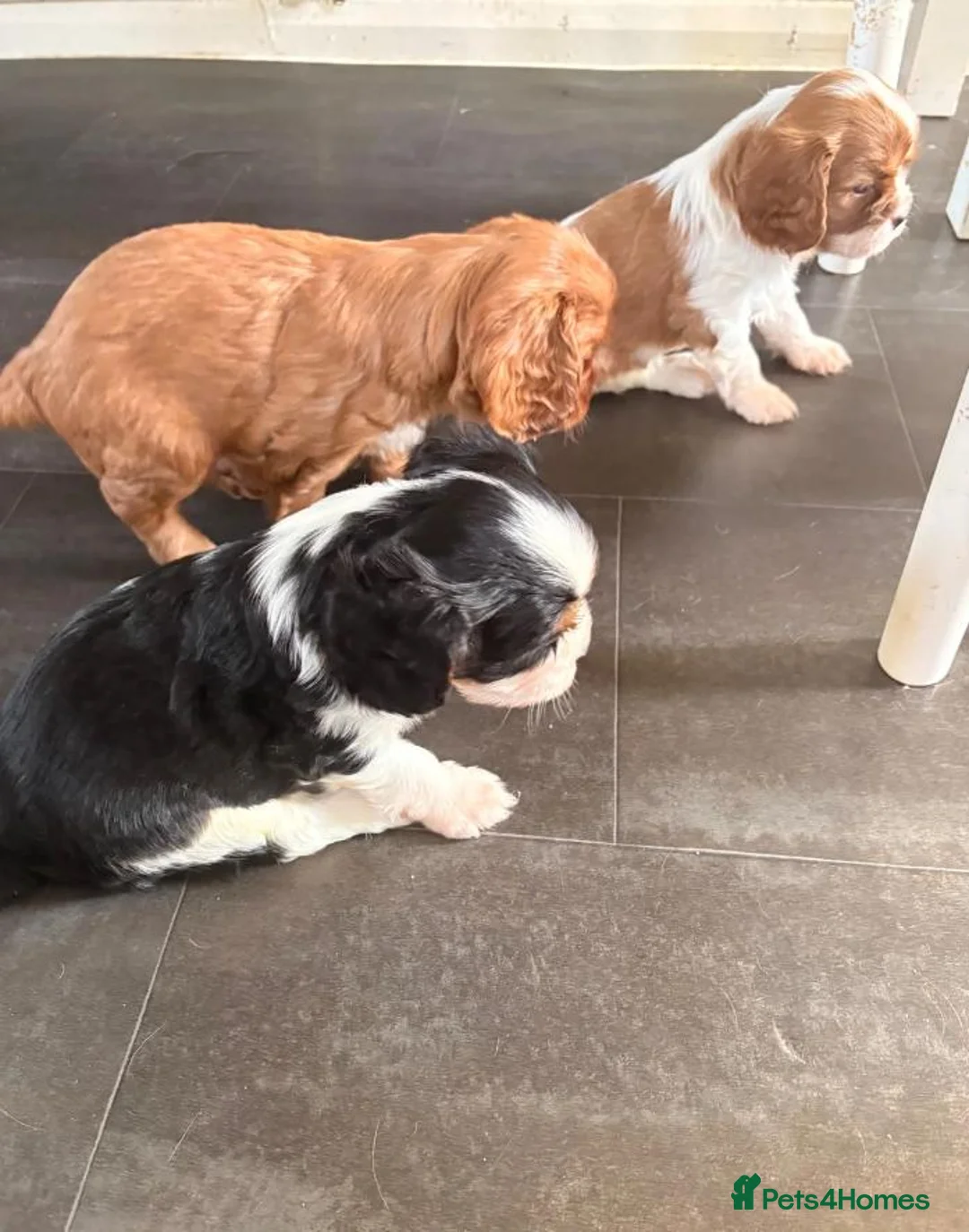 Cavalier King Charles Spaniel dogs for sale: Beautiful Cavalier King Charles Spaniel Puppies in Derby - Advert 2