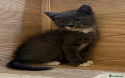 British Shorthair cats for sale: Gorgeous British Shorthair kittens! - Image 5