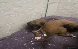 Mixed Breed dogs for sale: 3 tan girls remaining  - Image 5