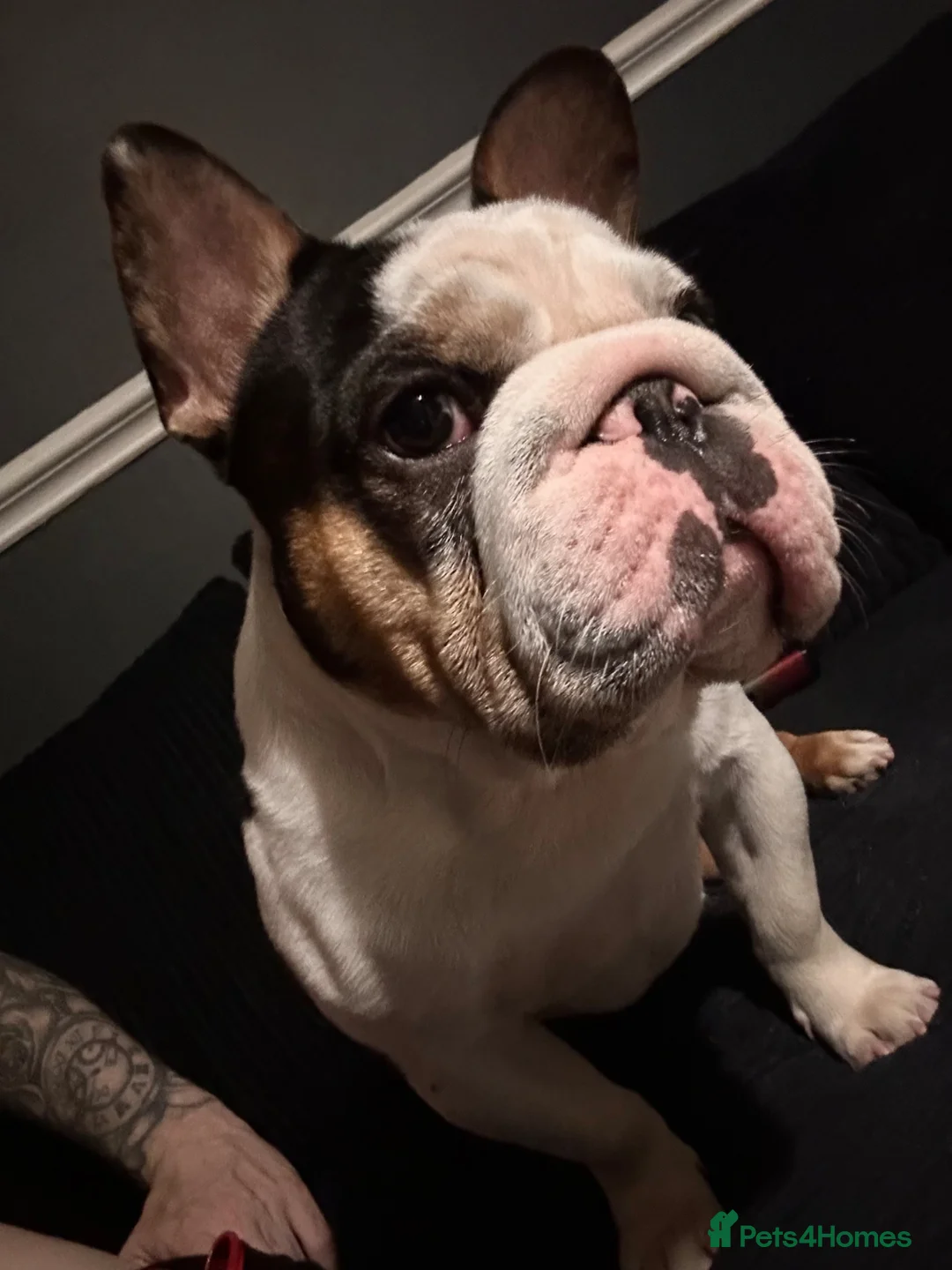 French Bulldog dogs for stud:  **  panda harlequin husky koi  - Advert 2