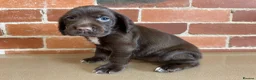 Cockerdor dogs for sale: Cockerdor puppies - Advert 22
